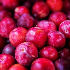 Superior Plum Tree -Nature Garden Store Superior Plum 3