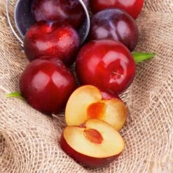 Superior Plum Tree -Nature Garden Store Superior Plum 4
