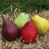 5-in-1 Pear Surprise Tree -Nature Garden Store Suprise Pear 600x600 98496b3a 2318 4cd6 acbe b75ed1b479f9
