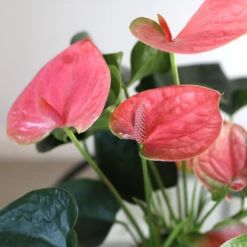 Pink Anthurium -Nature Garden Store Sweet Dream Pink Anthurium 1