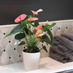 Pink Anthurium -Nature Garden Store Sweet Dream Pink Anthurium 2