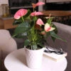 Pink Anthurium -Nature Garden Store Sweet Dream Pink Anthurium 600x600 1