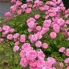 Sweet Drift® Rose -Nature Garden Store Sweet Drift Rose FGT 600x600 85267c61 b20a 44cb 9d8e 99cf9a91ca1a