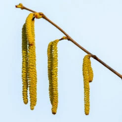 Theta Filbert Hazelnut -Nature Garden Store THeta FIlbert Hazelnut 3