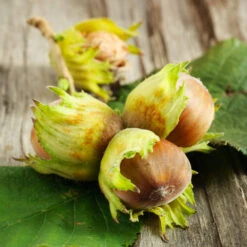 Theta Filbert Hazelnut -Nature Garden Store THeta FIlbert Hazelnut 6 FGT