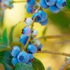 Toro Blueberry Bush - USDA Organic -Nature Garden Store TOro Blueberry FGT 600x600 e4f3fb9a 3ef4 4fa5 a0e6 10c35afd23a2