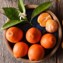 Tangelo Tree 11 Tangelo Tree -Nature Garden Store Tangelo 1 FGT