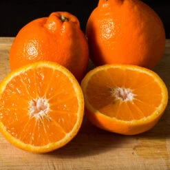 Tangelo Tree 13 Tangelo Tree -Nature Garden Store Tangelo 3 FGT