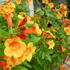 Orange Jubilee Tecoma 7 Orange Jubilee Tecoma -Nature Garden Store Tecoma Orange jubilee 1