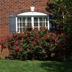 The Grand Champion™ Rose 8 The Grand Champion™ Rose -Nature Garden Store The Grand Champion Rose 1