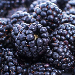 Thornless Blackberry -Nature Garden Store Thornless Blackberry 1