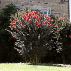 Thunderstruck™ Coral Boom™ Crape Myrtle Tree -Nature Garden Store Thunderstruck Coral Bloom 2