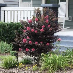 Thunderstruck™ Coral Boom™ Crape Myrtle Tree -Nature Garden Store Thunderstruck Coral Bloom 6