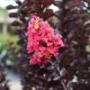 Thunderstruck™ Coral Boom™ Crape Myrtle Tree -Nature Garden Store Thunderstruck Coral Bloom FGT 600x600 78393993 bc09 480e a4f5 ada4b665bac2