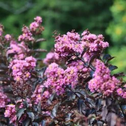 Thunderstruck™ Lavender Blast™ Crape Myrtle Tree -Nature Garden Store Thunderstruck Lavender Blast 2 FGT