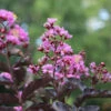 Thunderstruckâ„¢ Lavender Blastâ„¢ Crape Myrtle Tree 2 Thunderstruckâ„¢ Lavender Blastâ„¢ Crape Myrtle Tree -Nature Garden Store Thunderstruck Lavender Blast 600x600 81d57003 73b0 45d7 97c0 81ead196b77d