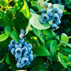 Tifblue Blueberry Bush -Nature Garden Store TifBlue Blueberry 1