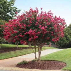 Tonto Crape Myrtle Tree 10 Tonto Crape Myrtle Tree -Nature Garden Store Tonto Crape Myrtle 2