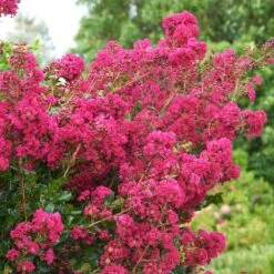 Tonto Crape Myrtle Tree 11 Tonto Crape Myrtle Tree -Nature Garden Store Tonto Crape Myrtle 5 FGT