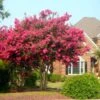 Tonto Crape Myrtle Tree -Nature Garden Store Tonto Crape Myrtle FGT 600x600 33dc26d8 7451 461e 8531 8b6ca167e6fb