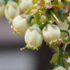 Top Hat Blueberry Bush -Nature Garden Store TopHat BLueberry 3