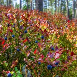 Top Hat Blueberry Bush -Nature Garden Store Top Hat Blueberry 2