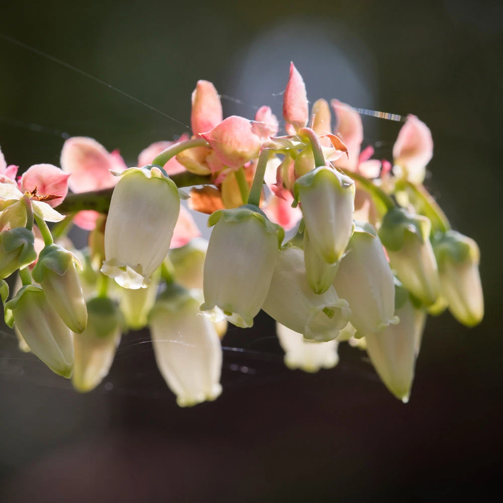 Toro Blueberry Bush - USDA Organic 8 Toro Blueberry Bush - USDA Organic - Image 6