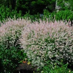 Tri-Color Dappled Willow -Nature Garden Store Tri Color Willow Shrub 2