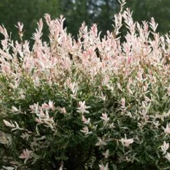 Tri-Color Dappled Willow -Nature Garden Store Tri color Willow 1 FGT