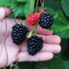 Triple Crown Blackberry Plant - USDA Organic 2 Triple Crown Blackberry Plant - USDA Organic -Nature Garden Store Triple Crown Blackberry 600x600 4738c29c 5a3b 48de 9f14 21b727d2b5a2