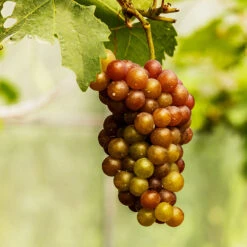 Triumph Muscadine Grapes -Nature Garden Store Triumph Muscadine 1