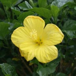 Yellow Tropical Hibiscus Tree 8 Yellow Tropical Hibiscus Tree -Nature Garden Store Tropical Hibiscus Yellow 3