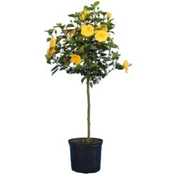 Yellow Tropical Hibiscus Tree 9 Yellow Tropical Hibiscus Tree -Nature Garden Store Tropical Hibiscus Yellow 4