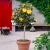 Yellow Tropical Hibiscus Tree -Nature Garden Store Tropical Hibiscus Yellow FGT 600x600 fc3eae3c 4fde 45b0 8545 fdf2d03ffcb8