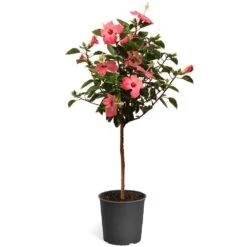 Pink Tropical Hibiscus Tree 11 Pink Tropical Hibiscus Tree -Nature Garden Store Tropical Pink Hibiscus 2