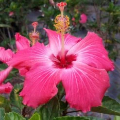Pink Tropical Hibiscus Tree 9 Pink Tropical Hibiscus Tree -Nature Garden Store Tropical Pink Hibiscus 3 FGT