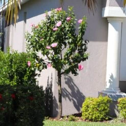 Pink Tropical Hibiscus Tree 10 Pink Tropical Hibiscus Tree -Nature Garden Store Tropical Pink Hibiscus 6