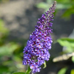 True Blue Butterfly Bush (Tree Form) -Nature Garden Store True Blue Butterfly 3 BB