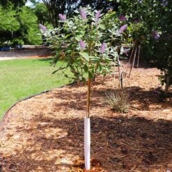 True Blue Butterfly Bush (Tree Form) -Nature Garden Store True Blue Butterfly 5