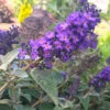 True Blue Butterfly Bush (Tree Form) 2 True Blue Butterfly Bush (Tree Form) -Nature Garden Store True Blue Butterfly FGT 600x600 c8fd70f2 c927 472f 8921 225e9450e39d