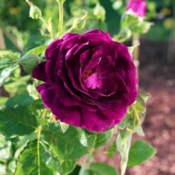 Twilight Rose Shrub -Nature Garden Store Twilight Rose Shrub 1
