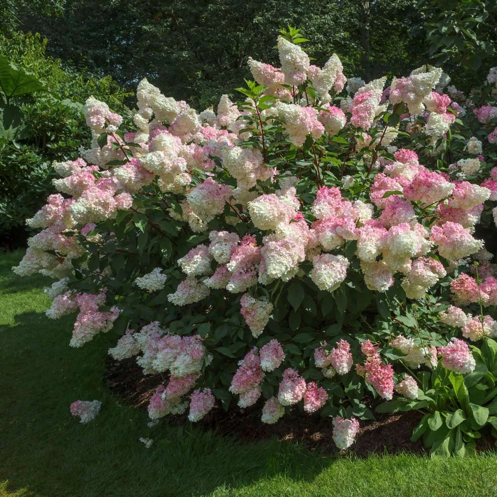 Vanilla Strawberry™ Hydrangea Shrub 4 Vanilla Strawberry™ Hydrangea Shrub - Image 2