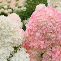 Vanilla Strawberry™ Hydrangea Shrub 8 Vanilla Strawberry™ Hydrangea Shrub -Nature Garden Store Vanilla Strawberry Hydrangea 2 FGT