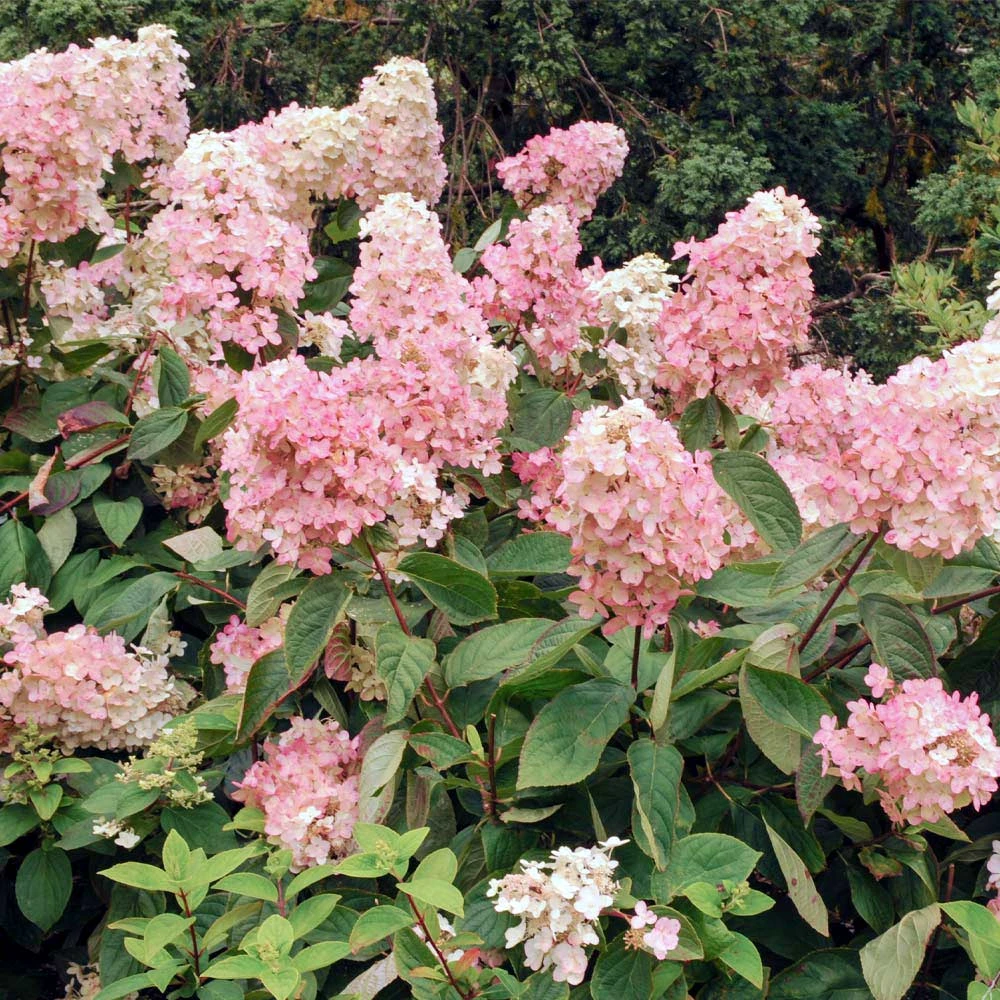 Vanilla Strawberry™ Hydrangea Shrub 6 Vanilla Strawberry™ Hydrangea Shrub - Image 4