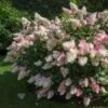 Vanilla Strawberry™ Hydrangea Shrub -Nature Garden Store Vanilla Strawberry Hydrangea FGT 600x600 4867194f d96b 47ef 8e0e 42a2f236ee41