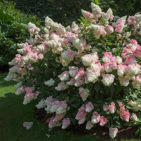 Vanilla Strawberry™ Hydrangea Shrub 3 Vanilla Strawberry™ Hydrangea Shrub