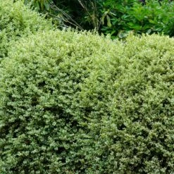 Variegated Boxwood Shrub 8 Variegated Boxwood Shrub -Nature Garden Store Variegated Boxwood 1