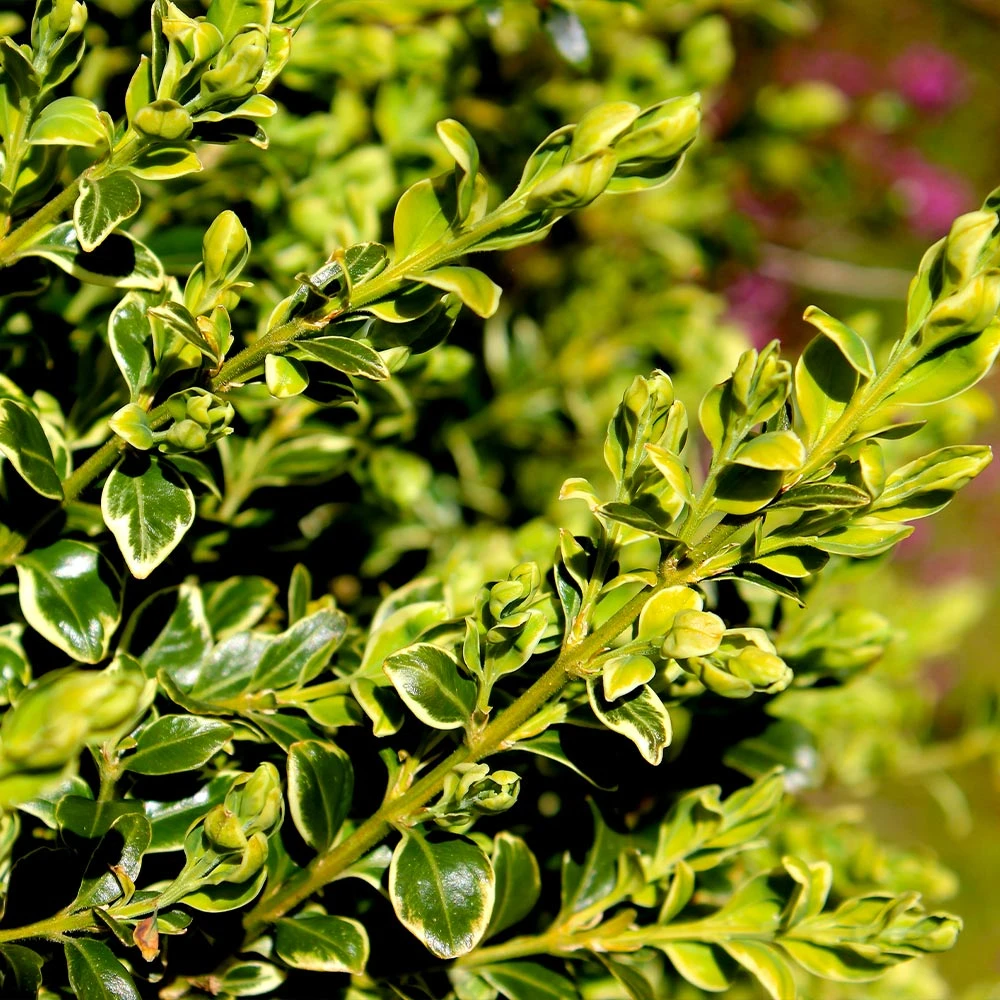 Variegated Boxwood Shrub 6 Variegated Boxwood Shrub - Image 4