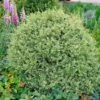 Variegated Boxwood Shrub 2 Variegated Boxwood Shrub -Nature Garden Store Variegated Boxwood FGT 600x600 15885245 1f25 4136 b802 41814201f8b5