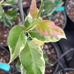 Pink Variegated Eureka Lemon Bush -Nature Garden Store Variegated Pink Eureka 7 dbfb1cfe f5d9 45c1 aac9 7809e00cecc3